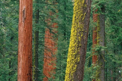 iCanvasART 3 Piece Giant Sequoia Trees in a Forest USA Canvas Print by Panoramic Images 16 x 48 x 1.5-Inch California 